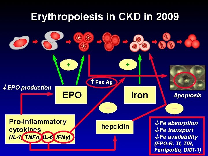 Erythropoiesis in CKD in 2009 + + EPO production Fas Ag Iron EPO ─