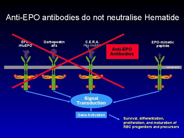 Anti-EPO antibodies do not neutralise Hematide EPO, r. Hu. EPO Darbepoetin alfa C. E.