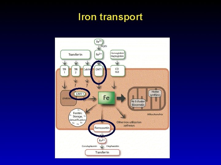 Iron transport 