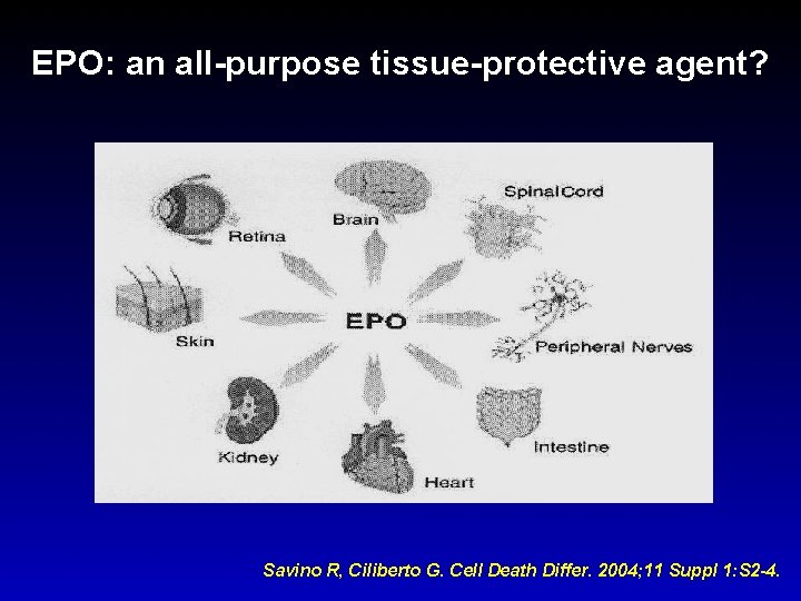 EPO: an all-purpose tissue-protective agent? Savino R, Ciliberto G. Cell Death Differ. 2004; 11