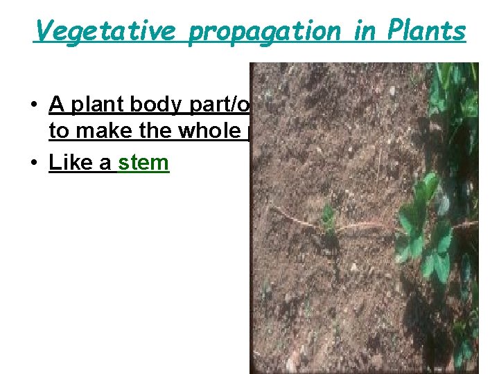 Vegetative propagation in Plants • A plant body part/organ can be used for to