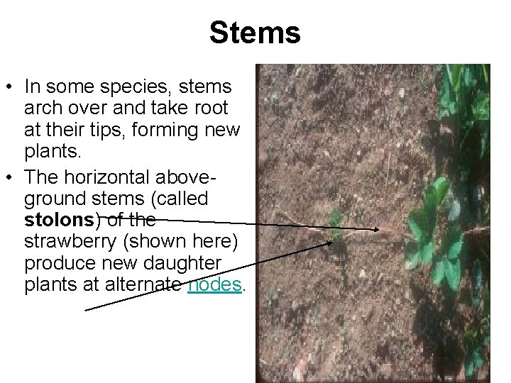 Stems • In some species, stems arch over and take root at their tips,