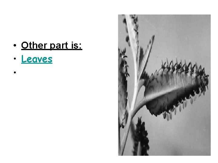 • Other part is: • Leaves • • Other part is: • Leaves •