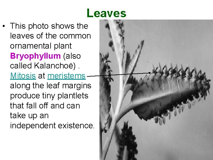 Leaves • This photo shows the leaves of the common ornamental plant Bryophyllum (also