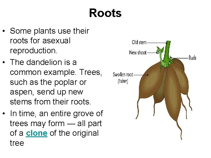 Roots • Some plants use their roots for asexual reproduction. • The dandelion is Roots • Some plants use their roots for asexual reproduction. • The dandelion is