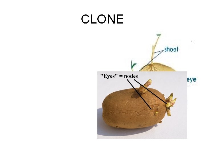 CLONE 