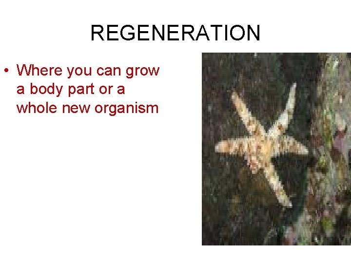 REGENERATION • Where you can grow a body part or a whole new organism