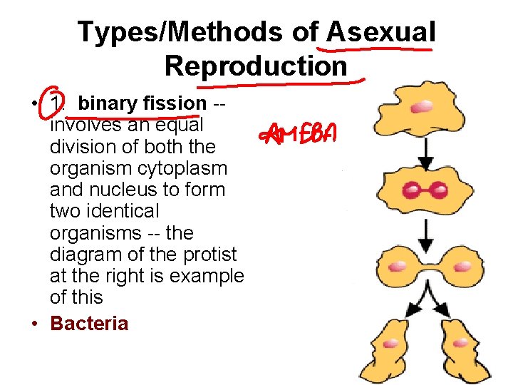 Types/Methods of Asexual Reproduction • 1. binary fission -- involves an equal division of