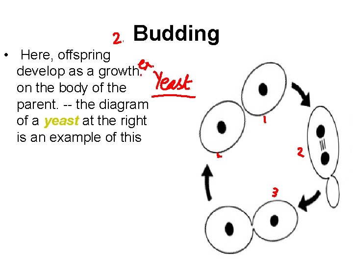 Budding • Here, offspring develop as a growth on the body of the parent. Budding • Here, offspring develop as a growth on the body of the parent.