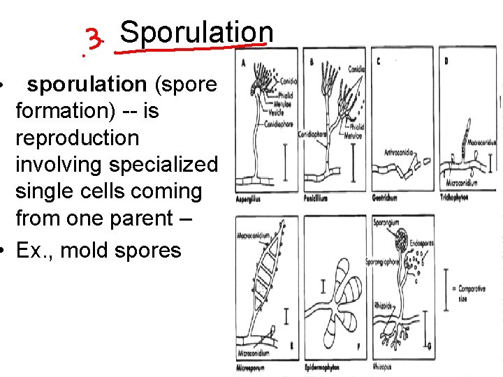 Sporulation • sporulation (spore formation) -- is reproduction involving specialized single cells coming from