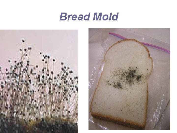 Bread Mold Bread Mold