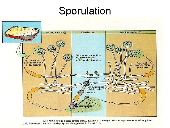 Sporulation Sporulation