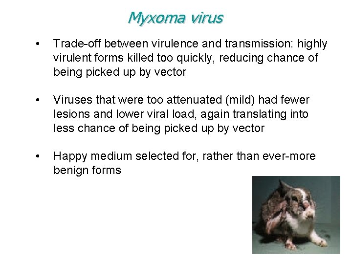 Myxoma virus • Trade-off between virulence and transmission: highly virulent forms killed too quickly,