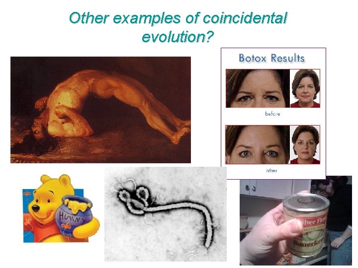 Other examples of coincidental evolution? 