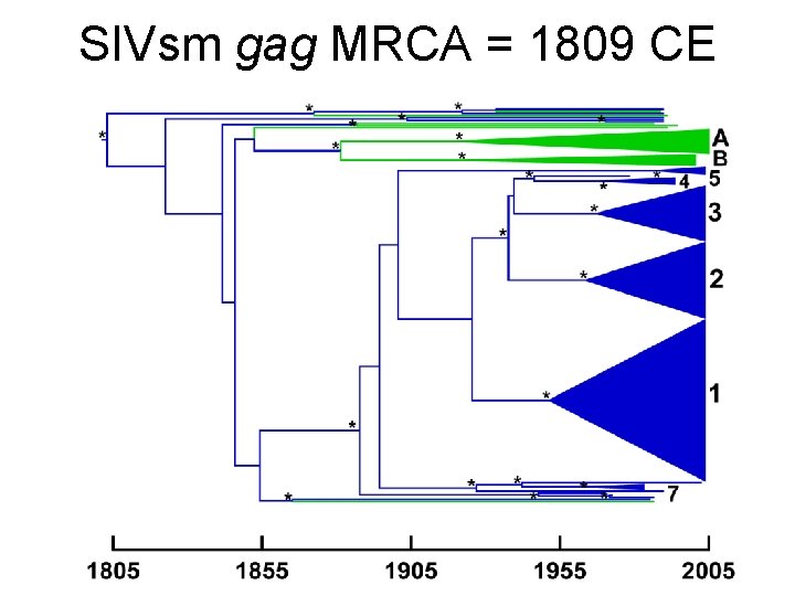 SIVsm gag MRCA = 1809 CE 
