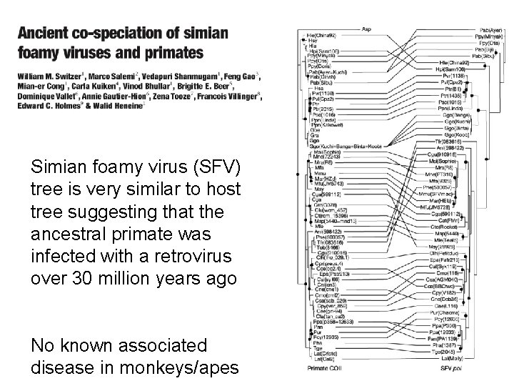 Simian foamy virus (SFV) tree is very similar to host tree suggesting that the