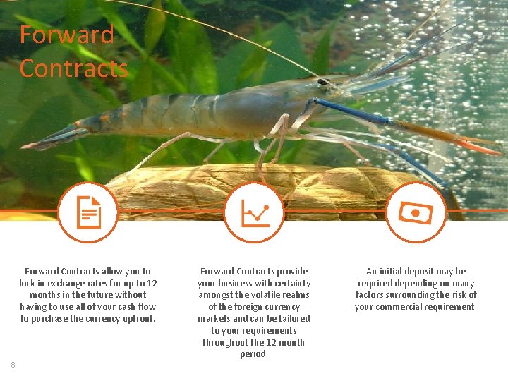 Forward Contracts allow you to lock in exchange rates for up to 12 months