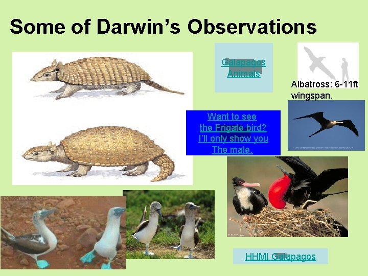 Some of Darwin’s Observations Galapagos Animals Albatross: 6 -11 ft wingspan. Want to see