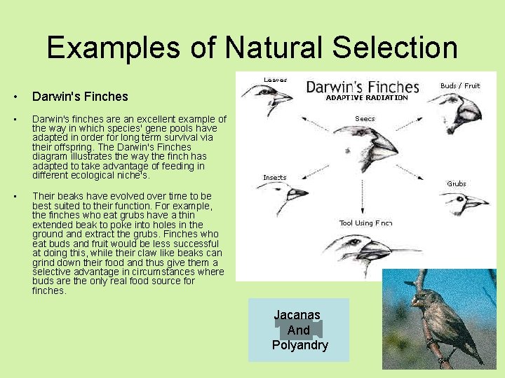 Examples of Natural Selection • Darwin's Finches • Darwin's finches are an excellent example