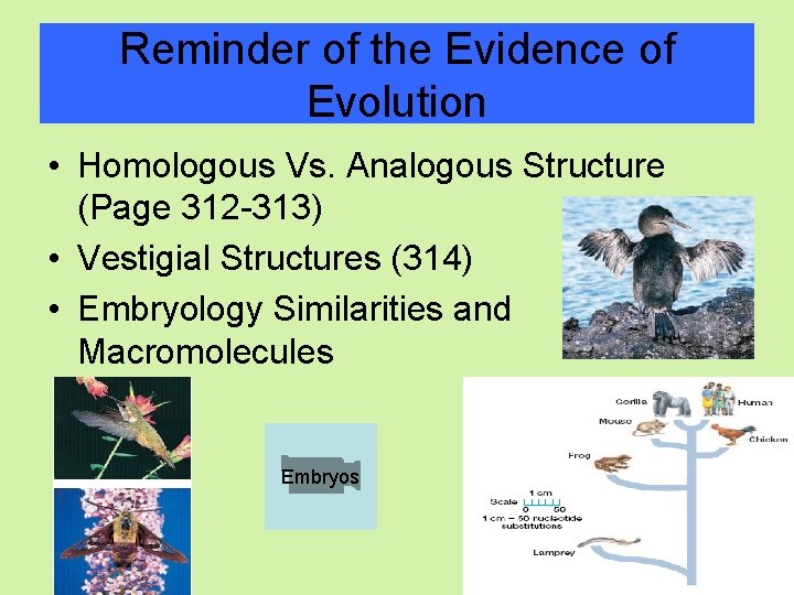 Reminder of the Evidence of Evolution • Homologous Vs. Analogous Structure (Page 312 -313)
