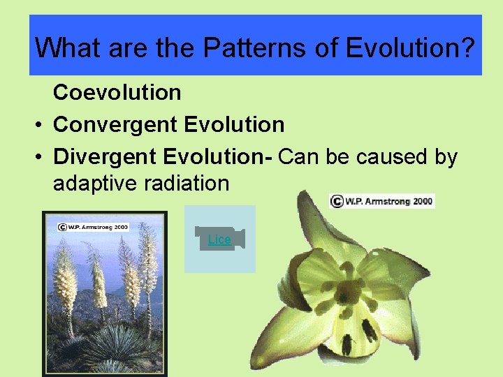 What are the Patterns of Evolution? Coevolution • Convergent Evolution • Divergent Evolution- Can