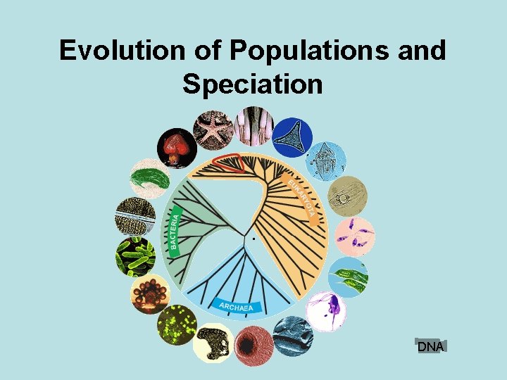 Evolution of Populations and Speciation . DNA 