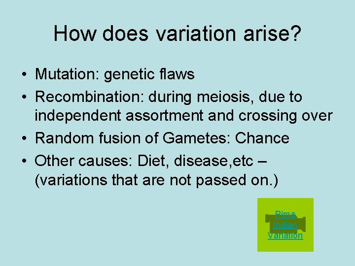 How does variation arise? • Mutation: genetic flaws • Recombination: during meiosis, due to