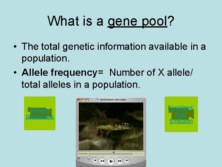What is a gene pool? • The total genetic information available in a population.
