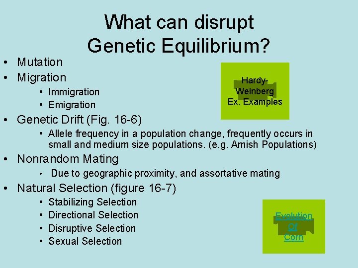 • Mutation • Migration What can disrupt Genetic Equilibrium? • Immigration • Emigration