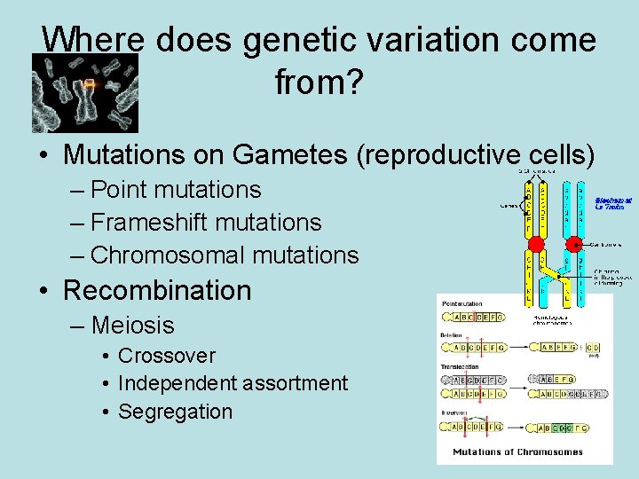 Where does genetic variation come from? • Mutations on Gametes (reproductive cells) – Point