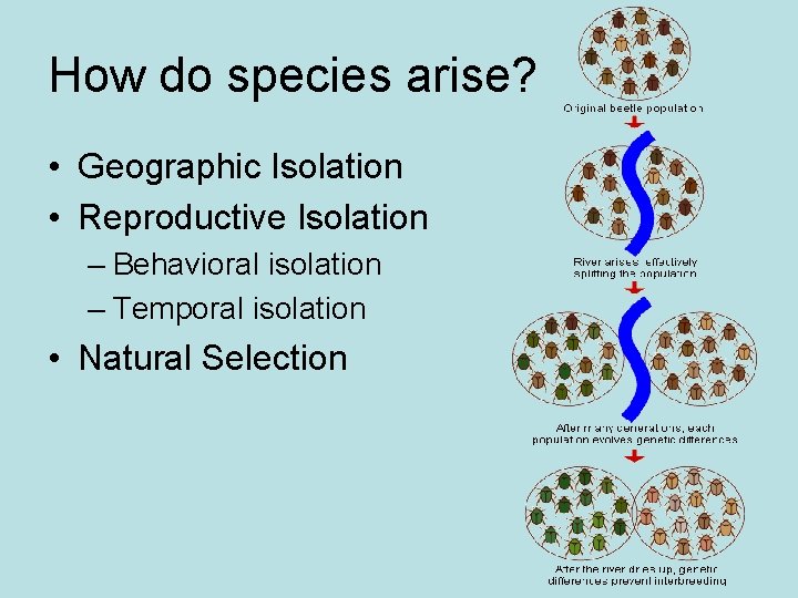 How do species arise? • Geographic Isolation • Reproductive Isolation – Behavioral isolation –
