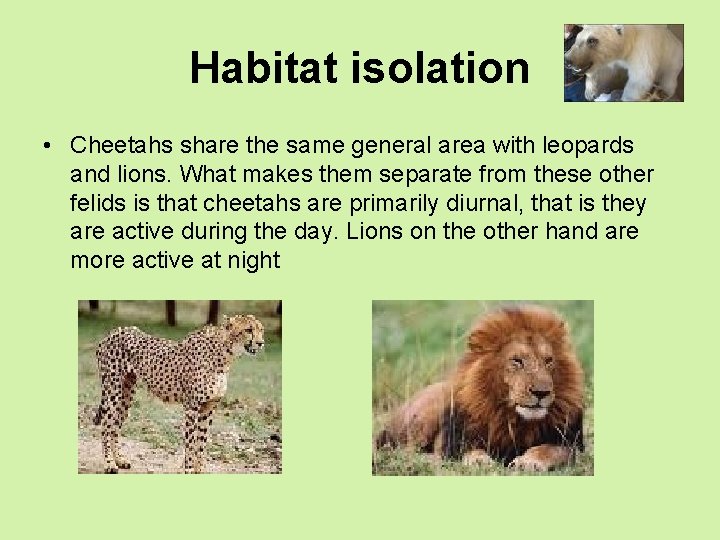 Habitat isolation • Cheetahs share the same general area with leopards and lions. What