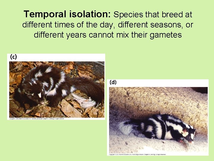 Temporal isolation: Species that breed at different times of the day, different seasons, or