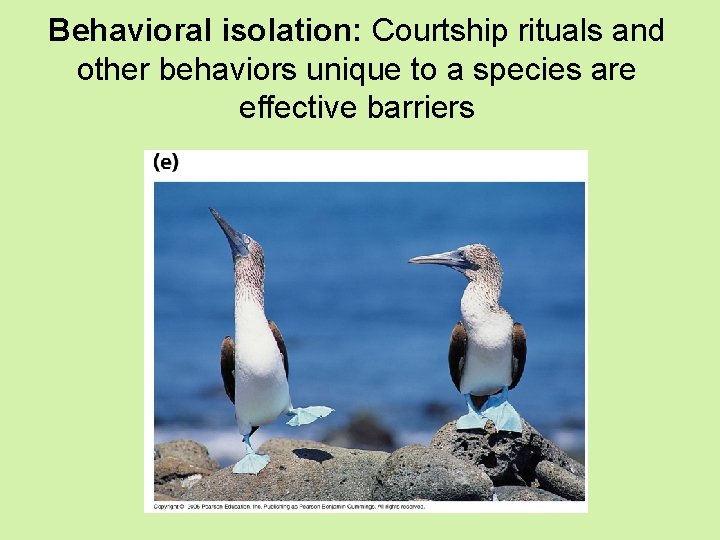 Behavioral isolation: Courtship rituals and other behaviors unique to a species are effective barriers