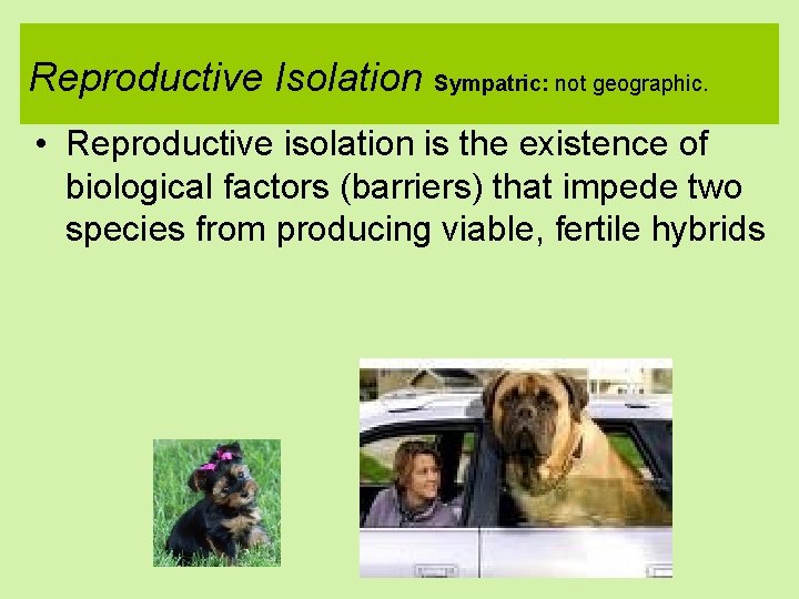 Reproductive Isolation Sympatric: not geographic. • Reproductive isolation is the existence of biological factors
