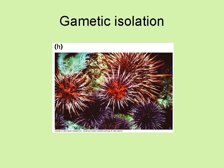 Gametic isolation 