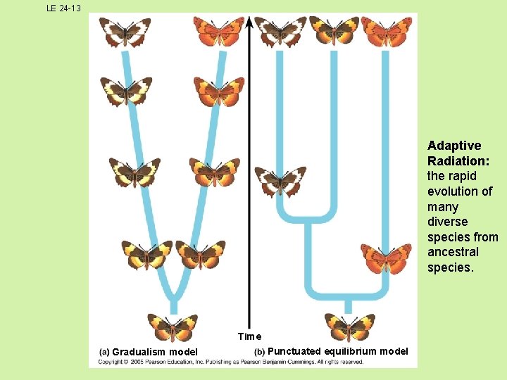 LE 24 -13 Adaptive Radiation: the rapid evolution of many diverse species from ancestral