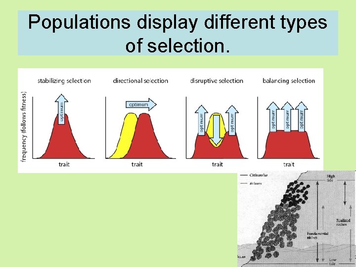 Populations display different types of selection. • . 