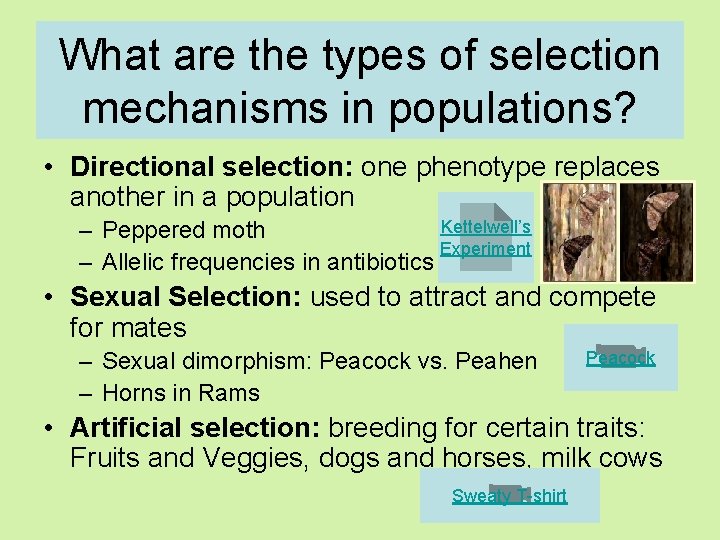 What are the types of selection mechanisms in populations? • Directional selection: one phenotype