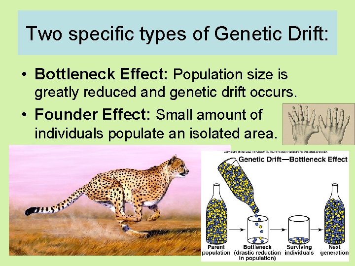 Two specific types of Genetic Drift: • Bottleneck Effect: Population size is greatly reduced