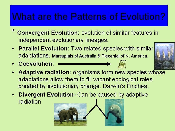What are the Patterns of Evolution? * Convergent Evolution: evolution of similar features in