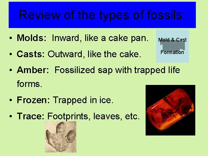 Review of the types of fossils: • Molds: Inward, like a cake pan. •