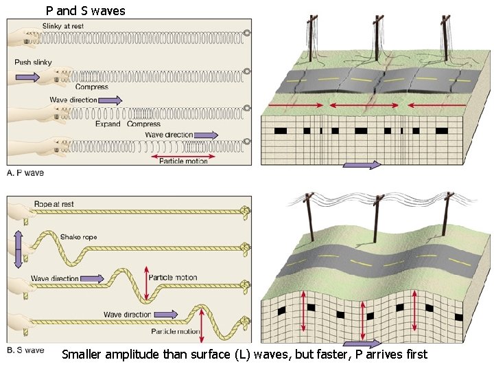 P and S waves Smaller amplitude than surface (L) waves, but faster, P arrives