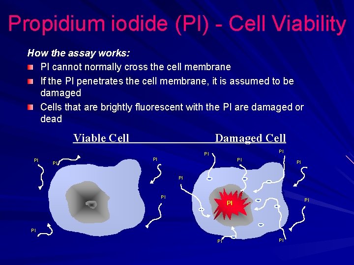 Propidium iodide (PI) - Cell Viability How the assay works: PI cannot normally cross Propidium iodide (PI) - Cell Viability How the assay works: PI cannot normally cross
