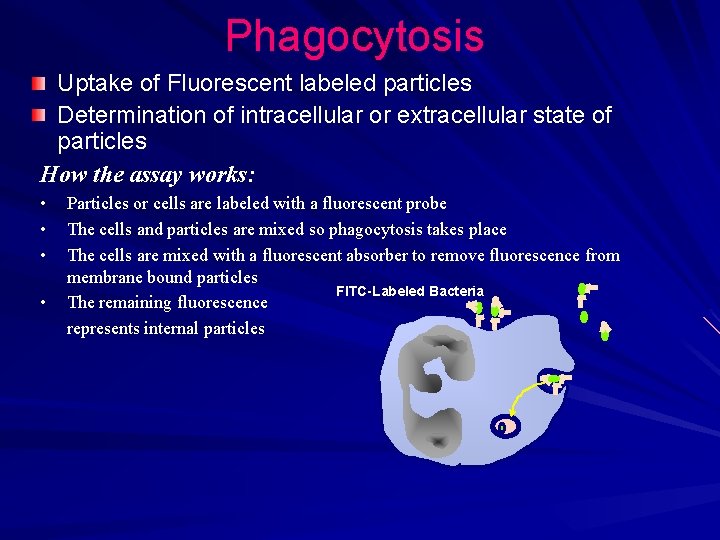 Phagocytosis Uptake of Fluorescent labeled particles Determination of intracellular or extracellular state of particles Phagocytosis Uptake of Fluorescent labeled particles Determination of intracellular or extracellular state of particles