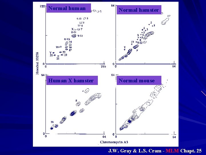 Normal human Normal hamster Human X hamster Normal mouse J. W. Gray & L. Normal human Normal hamster Human X hamster Normal mouse J. W. Gray & L.