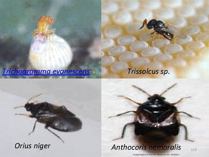 Trichogramma evanescens Orius niger Trissolcus sp. Anthocoris nemoralis 103 Trichogramma evanescens Orius niger Trissolcus sp. Anthocoris nemoralis 103