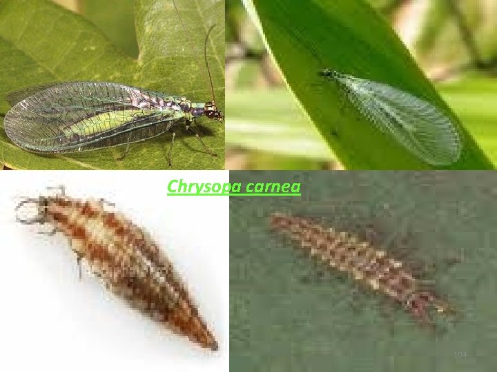 Chrysopa carnea 104 Chrysopa carnea 104