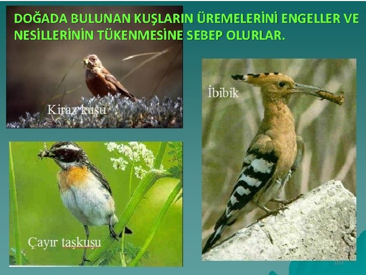 DOĞADA BULUNAN KUŞLARIN ÜREMELERİNİ ENGELLER VE NESİLLERİNİN TÜKENMESİNE SEBEP OLURLAR. 107 