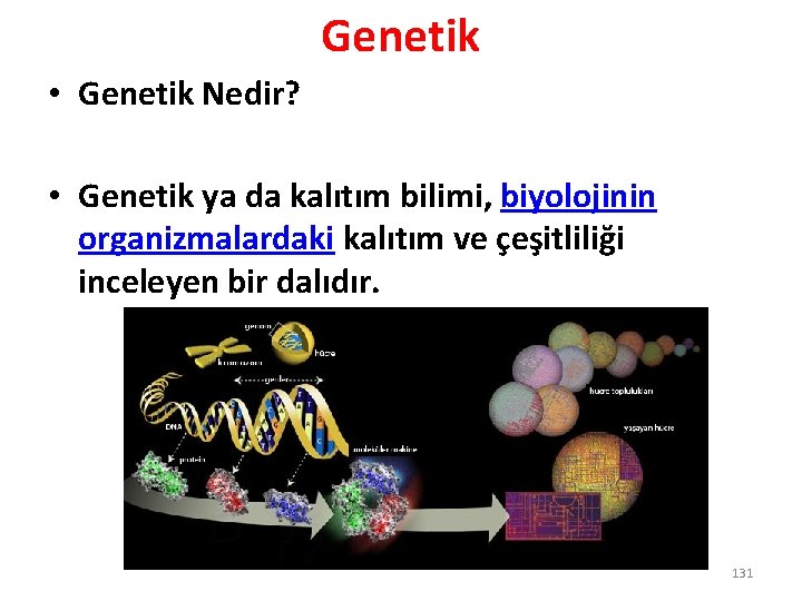 Genetik • Genetik Nedir? • Genetik ya da kalıtım bilimi, biyolojinin organizmalardaki kalıtım ve